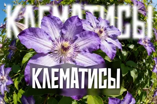 Клематис: сорта, посадка, подкормка, обрезка Клематис: сорта, посадка, подкормка, обрезка