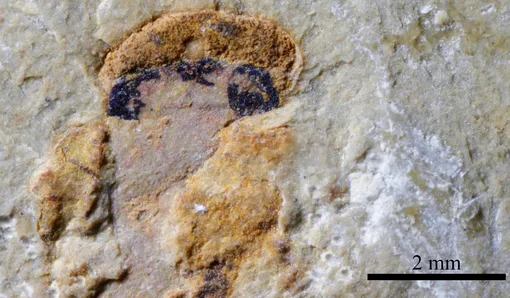 Окаменелость, на которой можно разглядеть глаза