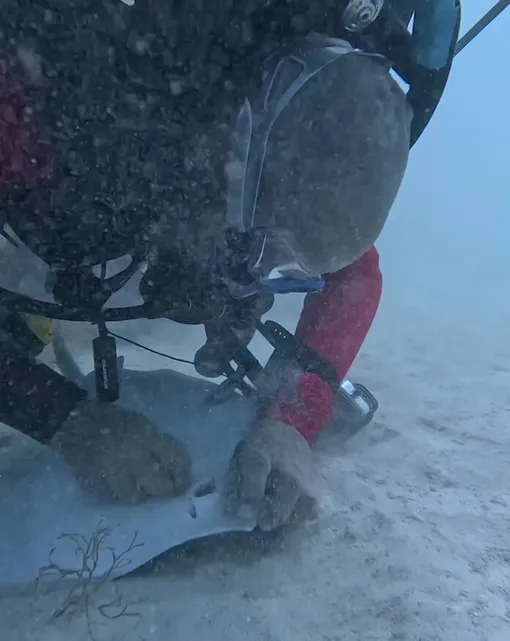 мужчина спасает ската мужчина спасает ската