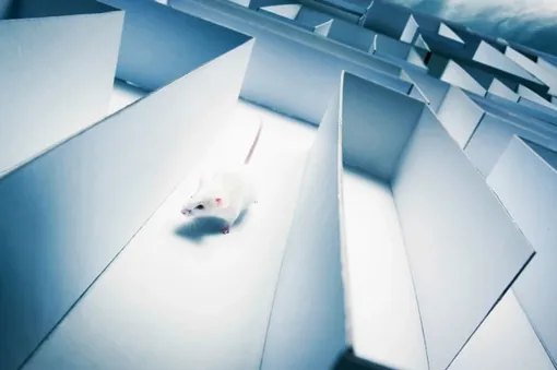 Мышам вводили ацетат, а затем задавали задания, проверяющие их память. Мышам вводили ацетат, а затем задавали задания, проверяющие их память.