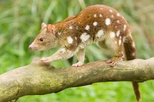 В Австралии нашли хищника, который 130 лет считался вымершим В Австралии нашли хищника, который 130 лет считался вымершим