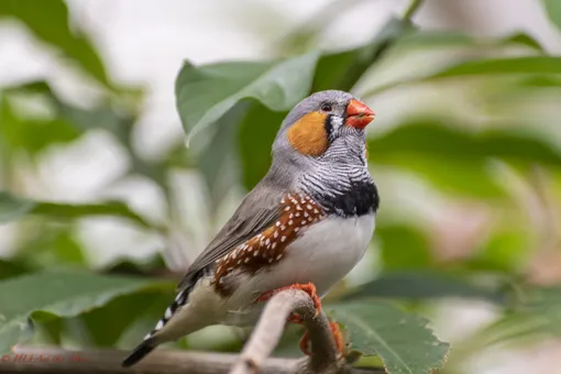 зебровая амадина