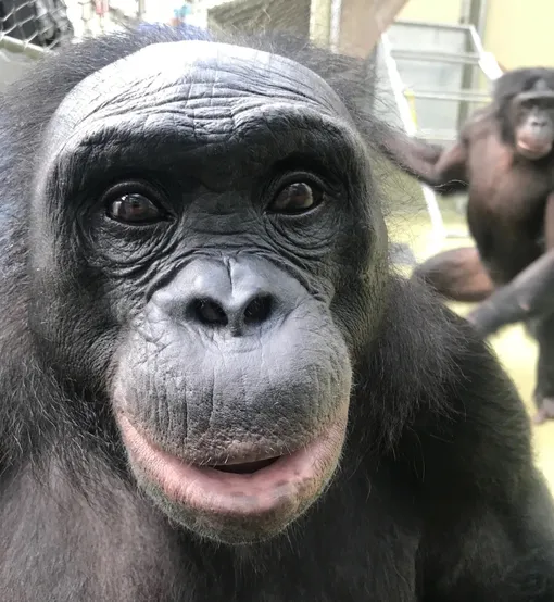 Бонобо Канзи