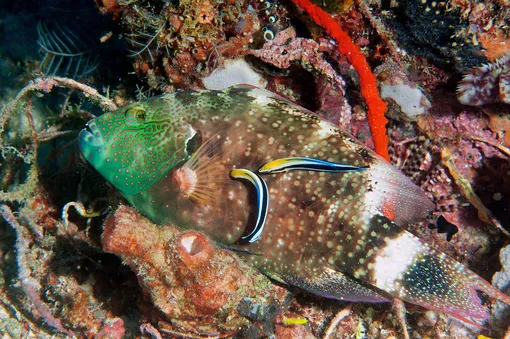 Два маленьких губана «обслуживают клиента» — кстати, своих постоянных посетителей они тоже хорошо запоминают. Губаны-чистильщики