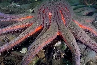 Обнаружен микроб, погубивший миллиарды морских звезд