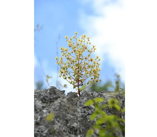 Saxifraga candelabrum произрастает в альпийских районах Китая. Saxifraga candelabrum произрастает в альпийских районах Китая.