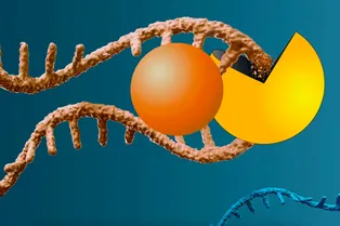 Эта молекула «убивает» ген самого распространенного и смертельного рака Эта молекула «убивает» ген самого распространенного и смертельного рака