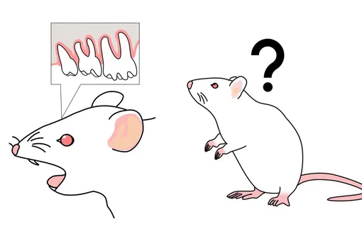 Как потеря зубов влияет на память и здоровье мозга: исследование Как потеря зубов влияет на память и здоровье мозга: исследование