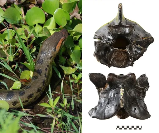 Позвонок древней анаконды