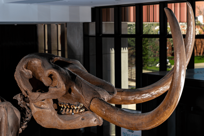 13 000-летний бивень мастодонта, погибшего в бою, помог раскрыть брачную миграцию вымершего животного