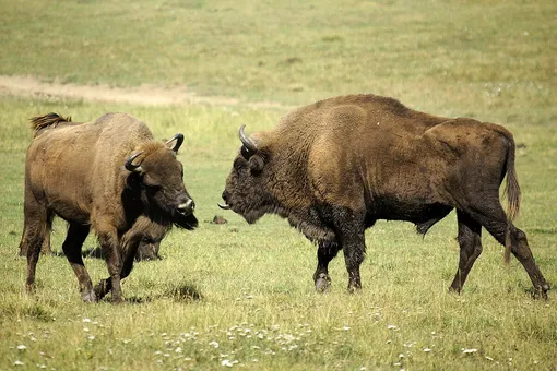 two european bisons two european bisons
