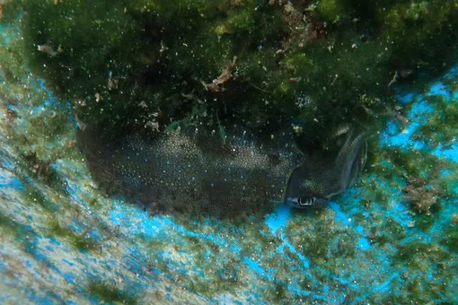 Как кальмары используют сложный камуфляж, чтобы перехитрить хищников Как кальмары используют сложный камуфляж, чтобы перехитрить хищников