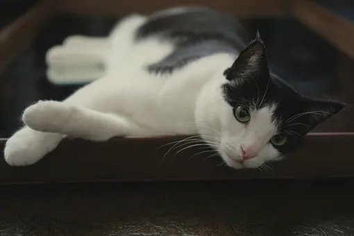 Котик лежит Котик лежит