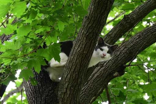 кот на дереве кот на дереве