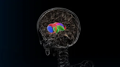 Обобщенная 3D-модель базальных ганглиев и лимбических структур мозга Обобщенная 3D-модель базальных ганглиев и лимбических структур мозга