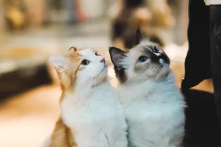 Почему коты откликаются на «кс-кс» или «кис-кис»? Почему коты откликаются на «кс-кс» или «кис-кис»?