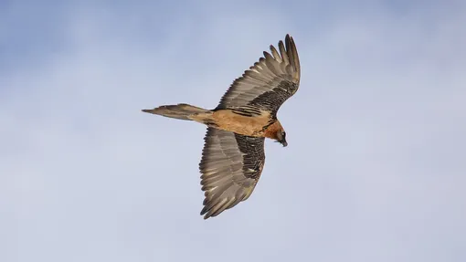 Фото бородача ягняточника высоко в небе