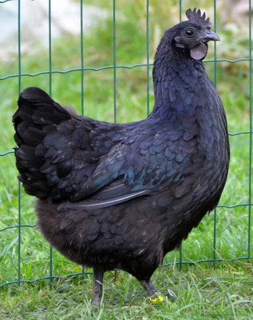 Вот так выглядят курицы породы ухэйилюй. Несмотря на свой суровый вид, они сносят зеленое куриное яйцо. Цвет белка при этом остается привычным — то есть белым. Черная курица