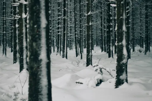 Фотография зимнего леса Фотография зимнего леса