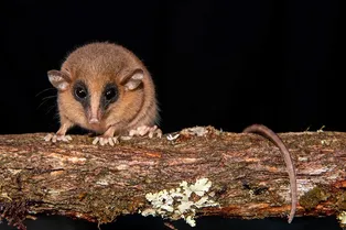 В Андах нашли новый вид опоссума с «маской» на мордочке