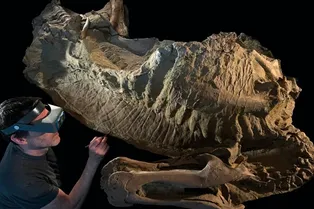 В США нашли самые полные в истории останки динозавра — с копытами В США нашли самые полные в истории останки динозавра — с копытами