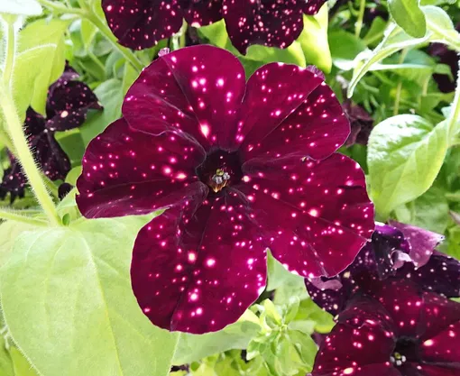 Это вегетативная петуния сорта Starry Sky Burgundy: ее лепестки напоминают звездную ночь Петуния: сорта и гибриды