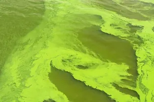 Зеленое будущее: как цианобактерии помогут человечеству выживать на Марсе