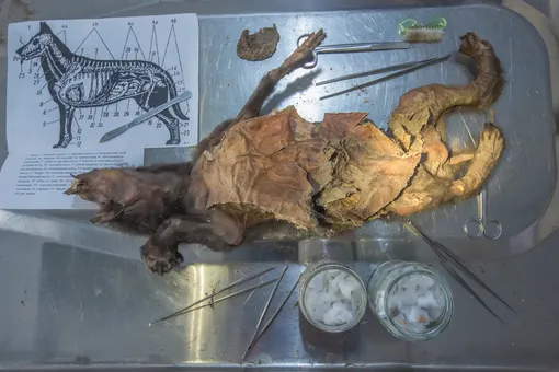 Древний волчонок