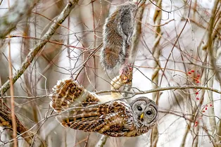 Полет красоты: победители фотопремии о птицах Audubon Photography Awards 2024 Полет красоты: победители фотопремии о птицах Audubon Photography Awards 2024