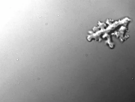 Incendiamoeba cascadensis может процветать при температурах, которые убивают другие сложные клетки.