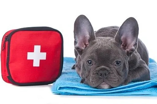 Как собрать собачью аптечку для автомобиля на раз-два-три Как собрать собачью аптечку для автомобиля на раз-два-три