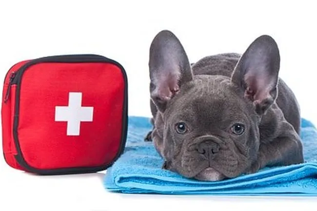 Как собрать собачью аптечку для автомобиля на раз-два-три