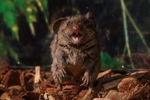 Секреты певчих мышей: как их мозг создает песни Секреты певчих мышей: как их мозг создает песни