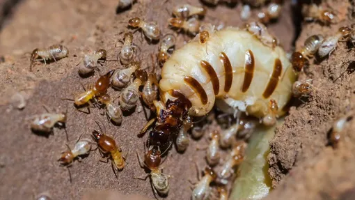 Насекомое-долгожитель