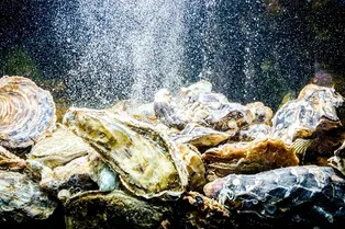 Устриц можно использовать для очистки воды в космосе и на Луне