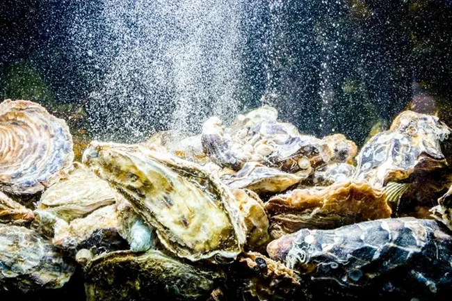 Устриц можно использовать для очистки воды в космосе и на Луне