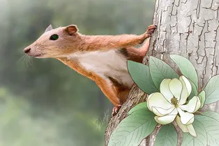 Зубы древнего пургаториуса: крошечная находка переписала историю приматов