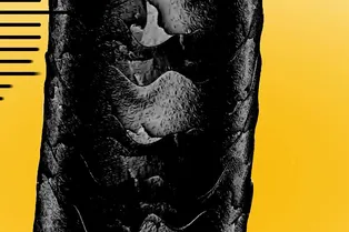 Почему у нас седеют волосы?