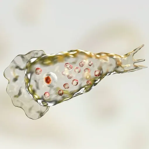 Naegleria fowleri,