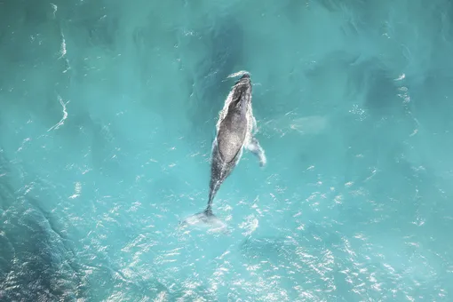 Синий кит в голубых водах Синий кит в голубых водах