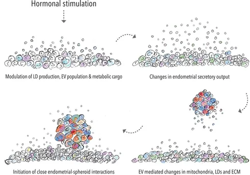 Гормональная стимуляция вызывает образование липидных капель (LD), изменяет динамику транспорта внеклеточных везикул (EV) и изменяет метаболический груз. Одновременный двунаправленный обмен EV и их использование между клетками эндометрия и сфероидами вызывает изменения в функции митохондрий, секреции и поглощении LD, а также ремоделирование внеклеточного матрикса (ECM). Эти процессы приводят к началу тесного взаимодействия эндометрия и сфероидов, что является ключевым этапом в создании основы для имплантации.