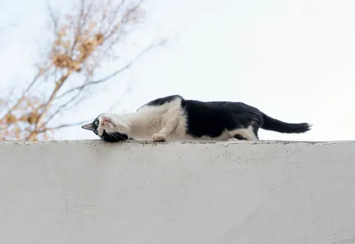 кот трется о блок