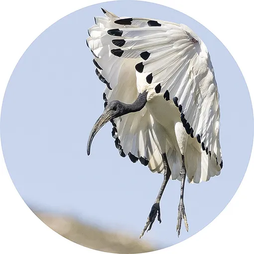Священный ибис (Threskiornis aethiopicus) в фазе «высокого альфа-угла» при посадке. Это мгновенный маневр, направленный на увеличение угла наклона тела относительно воздушного потока. На снимке птица использует полный размах крыльев и расправленные перья в качестве воздушных тормозов, чтобы максимально увеличить сопротивление, снизить скорость и контролировать снижение. Ярко-белое оперение и круглый профиль сакральных ибисов при посадке, возможно, способствовали их ассоциации с Луной в Древнем Египте. Священный ибис (Threskiornis aethiopicus) в фазе «высокого альфа-угла» при посадке. Это мгновенный маневр, направленный на увеличение угла наклона тела относительно воздушного потока. На снимке птица использует полный размах крыльев и расправленные перья в качестве воздушных тормозов, чтобы максимально увеличить сопротивление, снизить скорость и контролировать снижение. Ярко-белое оперение и круглый профиль сакральных ибисов при посадке, возможно, способствовали их ассоциации с Луной в Древнем Египте.