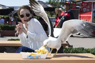 Пернатые воришки: зоопсихологи рассказали, как защитить еду от чаек Пернатые воришки: зоопсихологи рассказали, как защитить еду от чаек