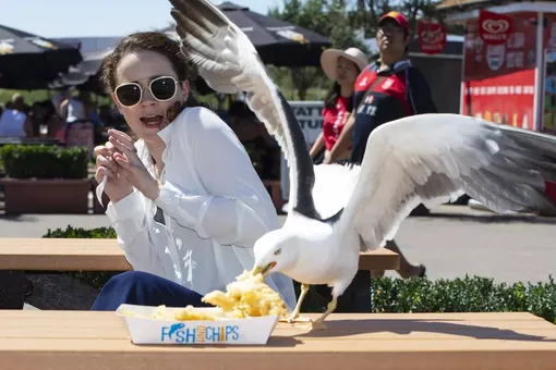 Пернатые воришки: зоопсихологи рассказали, как защитить еду от чаек Пернатые воришки: зоопсихологи рассказали, как защитить еду от чаек