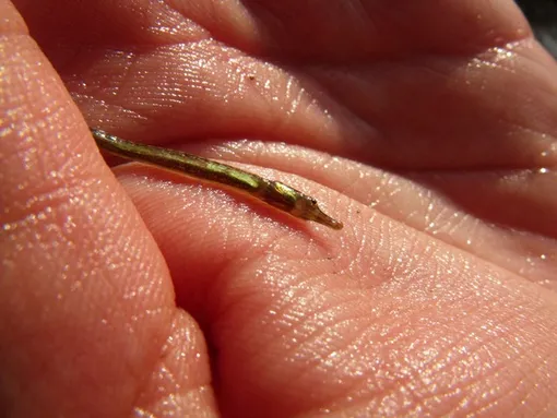 syngnathus abaster fish