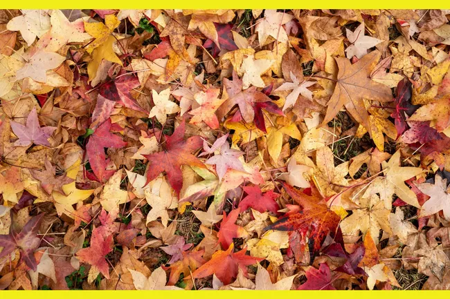 Фото-головоломка: сможете найти шишку среди осенних листьев?