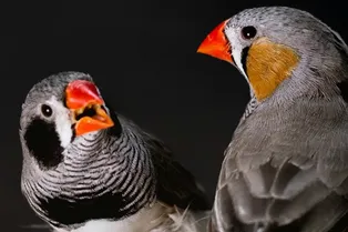 Биология красоты: единство эстетики человека и животных Биология красоты: единство эстетики человека и животных