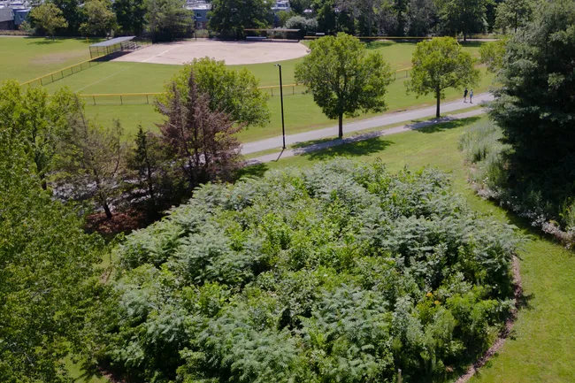 Что такое «японский крохотный лес» — и за что мир полюбил эти клочки зелени