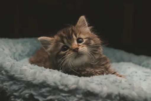 котята котята